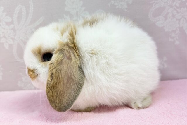 ホーランドロップ