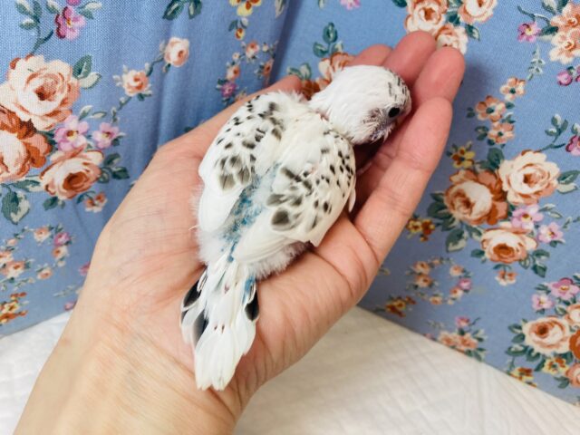 大きくなってもクリクリおめめだよ❤︎セキセイインコ(ハルクイン)❤︎ セキセイインコ