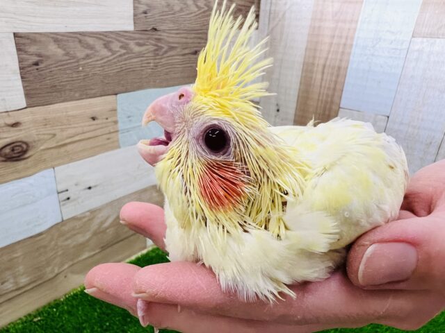 オカメインコ