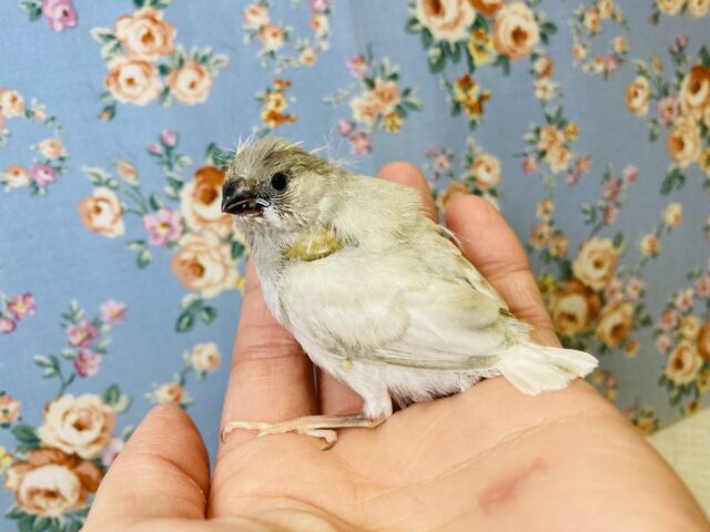 手乗りキンカチョウさん(シルバー)入舎です❤︎ 錦花鳥(キンカチョウ)
