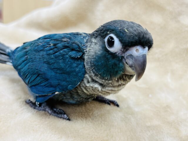 ホオミドリウロコインコ