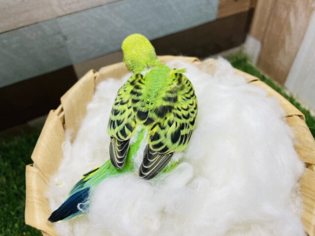 セキセイインコ