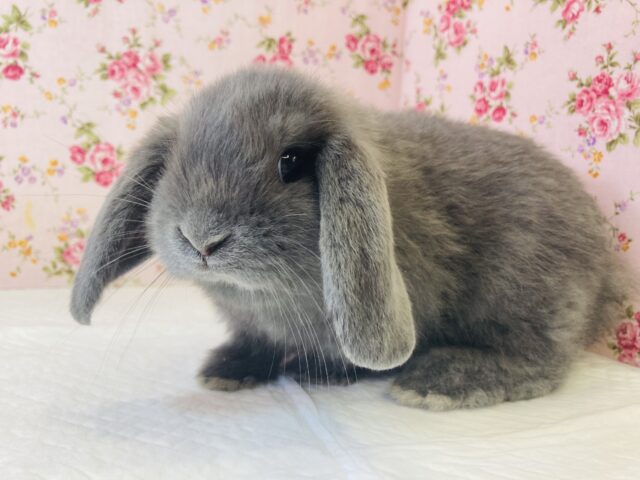 ロップイヤーラビット