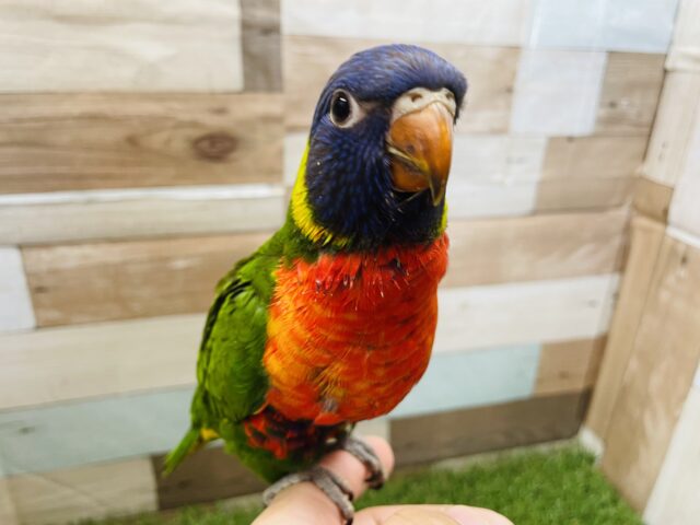 ゴシキセイガイインコ