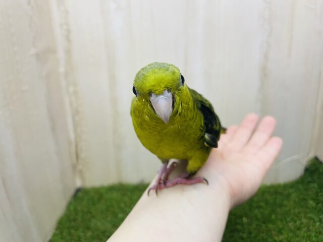 サザナミインコ