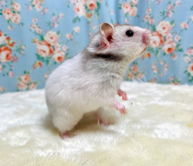 ゴールデンハムスター