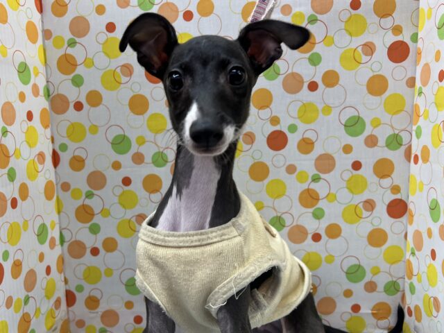 イタリアングレーハウンド