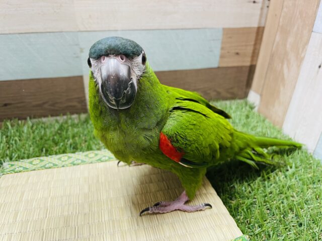 コミドリコンゴウインコ