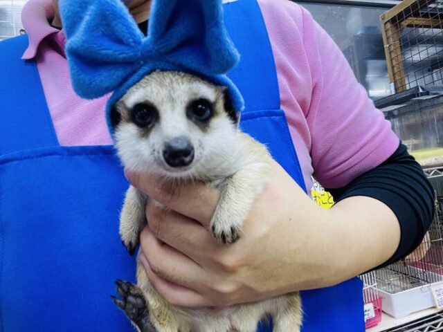 ミーアキャット