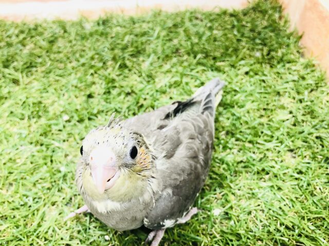 オカメインコ