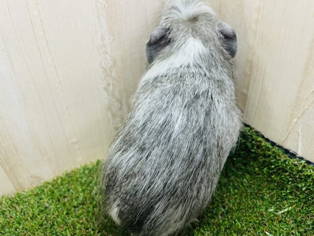 クレステッドモルモット