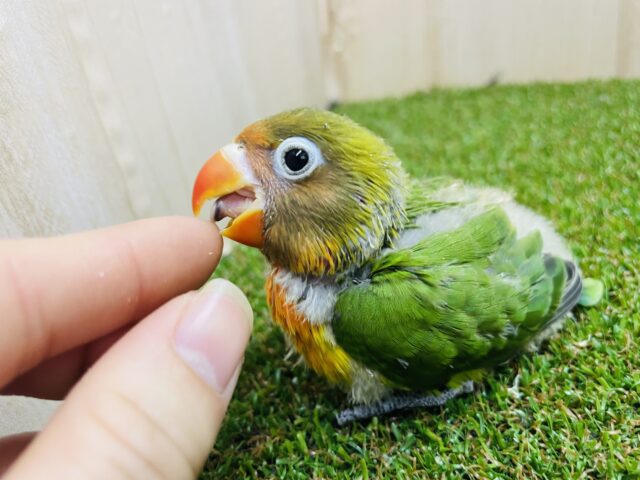 ルリゴシボタンインコ