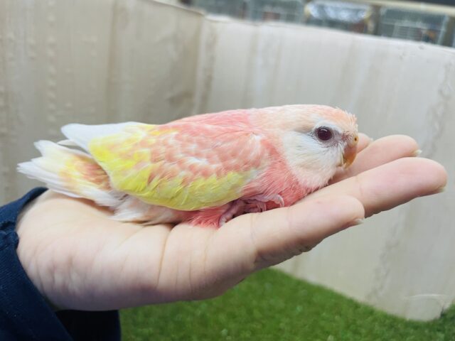 アキクサインコ（秋草インコ）