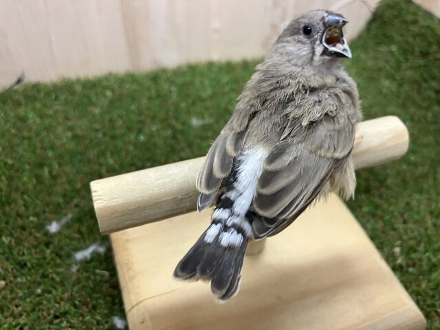 錦花鳥（キンカチョウ）