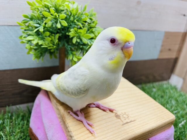 セキセイインコ