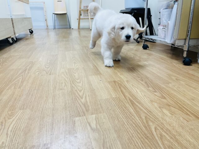 ゴールデンレトリバー