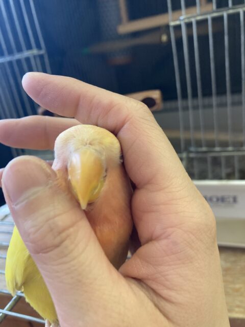 コザクラインコ（小桜インコ）