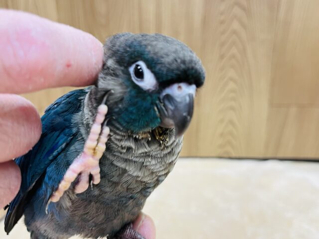 ホオミドリウロコインコ