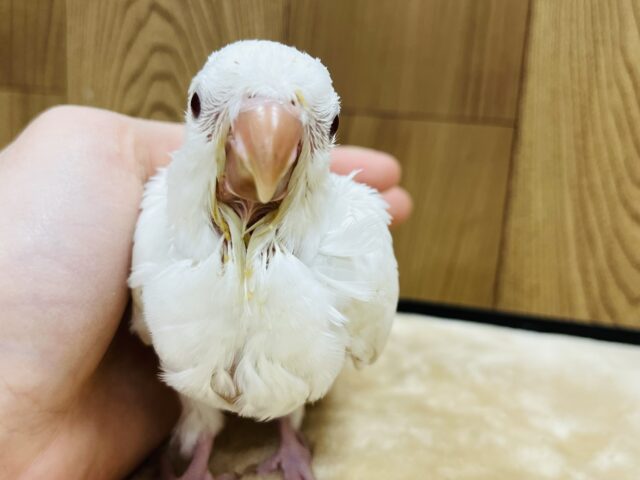 オキナインコ