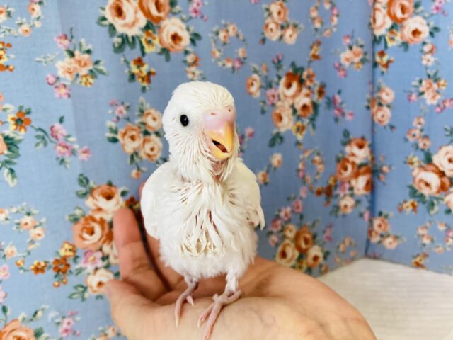 純白ホワイト❤︎人気の!ダブルファクターさん入舎です🤍🖤 セキセイインコ