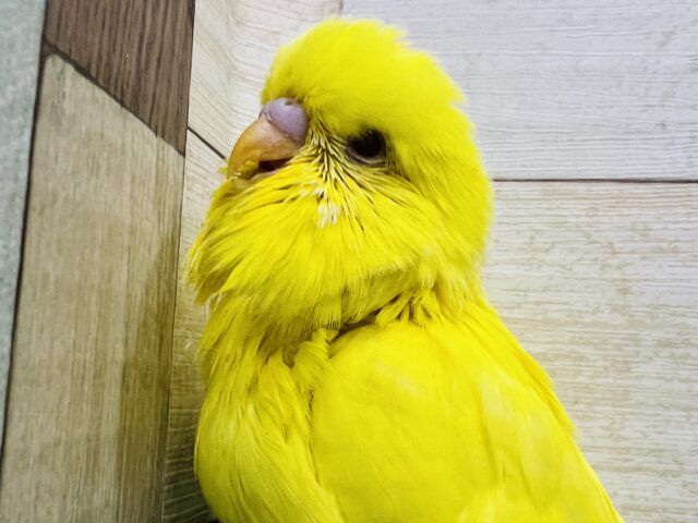 ジャンボセキセイインコ