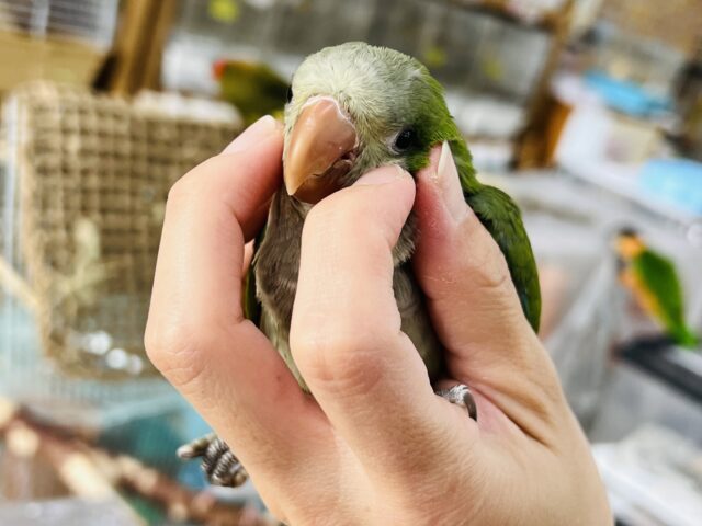 オキナインコ