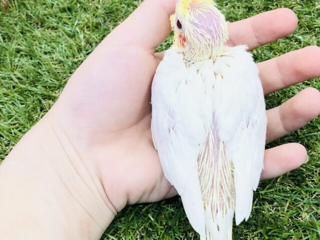 オカメインコ