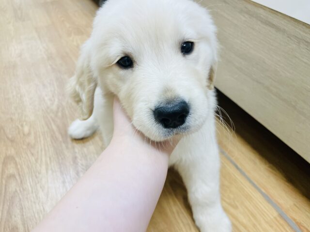 ゴールデンレトリバー