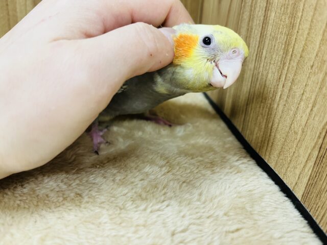 オカメインコ