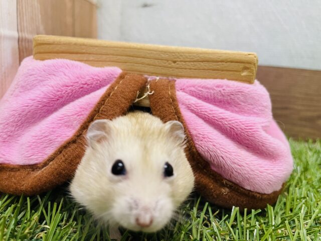 ジャンガリアン