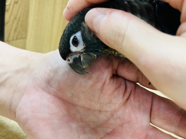 ホオミドリウロコインコ