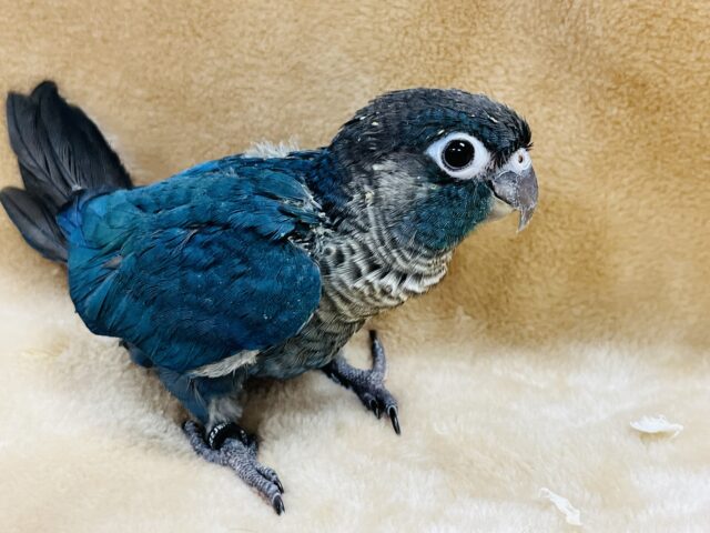 ホオミドリウロコインコ