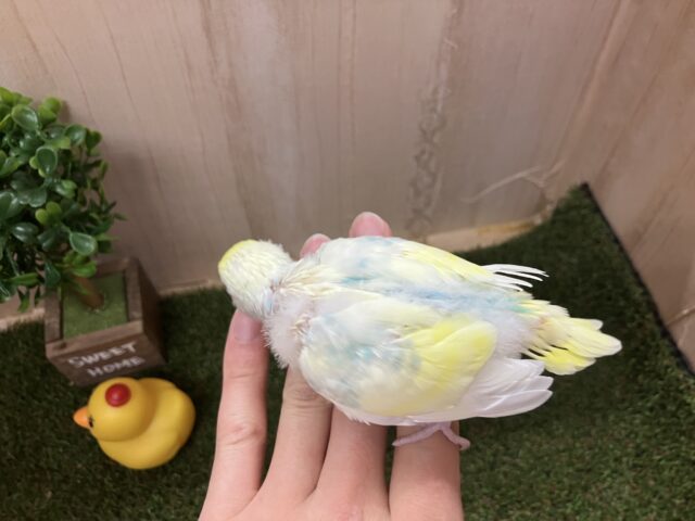 セキセイインコ