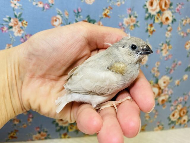 手乗りキンカチョウさん(シルバー)入舎です❤︎ 錦花鳥(キンカチョウ)