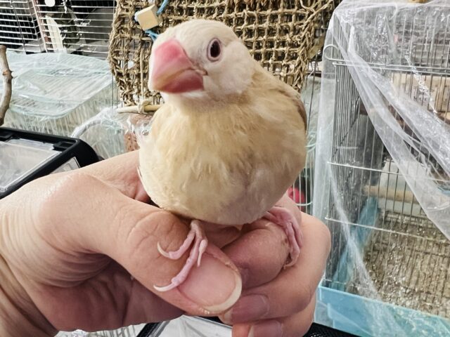 シナモン文鳥