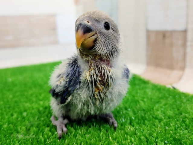 コザクラインコ（小桜インコ）