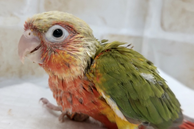 ホオミドリウロコインコ