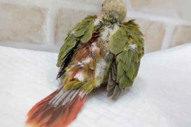 最新画像あり! 赤色が凄く情熱的~🍍 ホオミドリウロコインコ(レッドパイナップル) ホオミドリウロコインコ