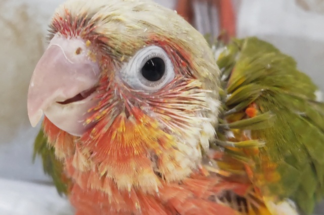 ホオミドリウロコインコ