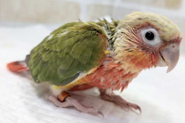 ホオミドリウロコインコ