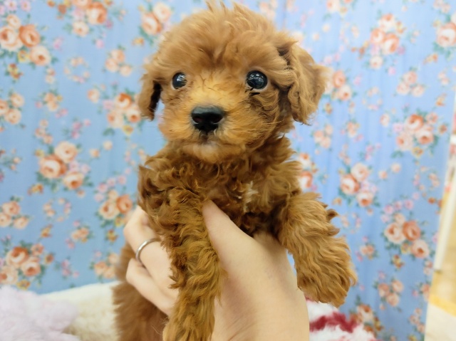 トイプードル