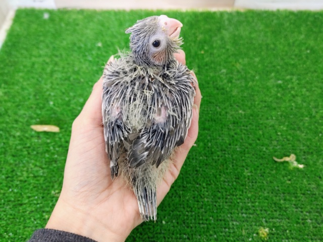 オカメインコ