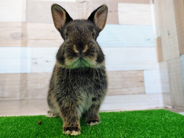 ネザーランドドワーフ