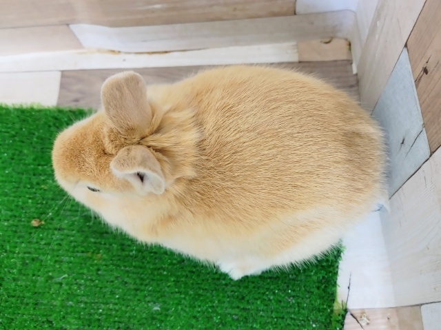 ネザーランドドワーフ