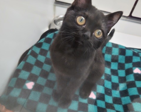 スコティッシュフォールド