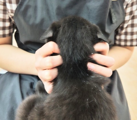 スコティッシュフォールド