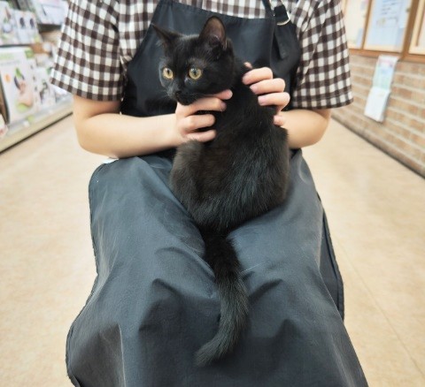 スコティッシュフォールド