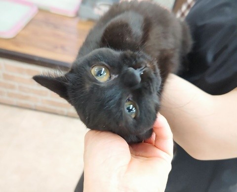 スコティッシュフォールド