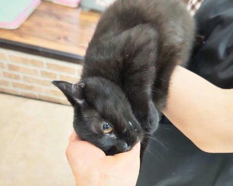 スコティッシュフォールド