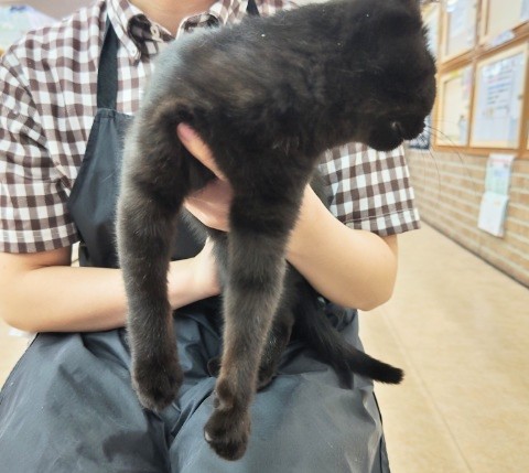 スコティッシュフォールド